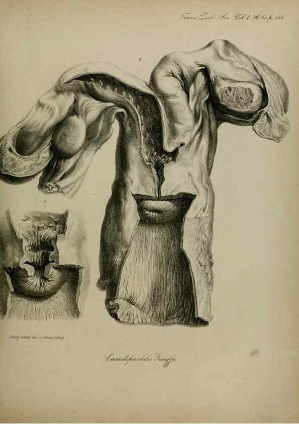 Reproducción/Reproduction 8345527977: Transactions of the Zoological Society of London.. [London] :Published for the Zoological Society of London by Academic Press