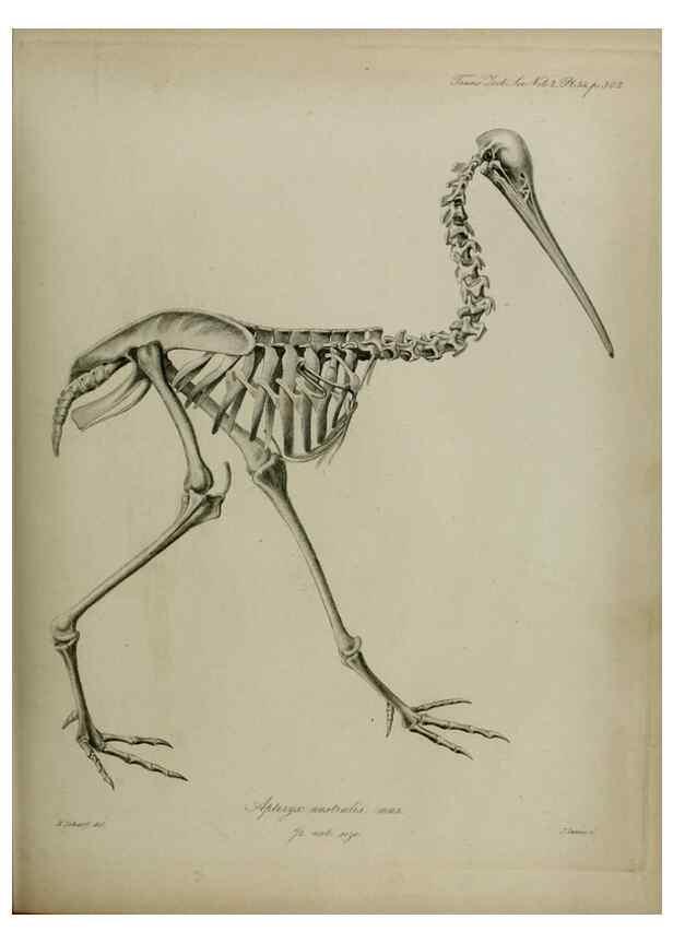 Reproducción/Reproduction 8345532433: Transactions of the Zoological Society of London.. [London] :Published for the Zoological Society of London by Academic Press