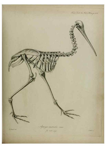 Reproducción/Reproduction 8345532433: Transactions of the Zoological Society of London.. [London] :Published for the Zoological Society of London by Academic Press