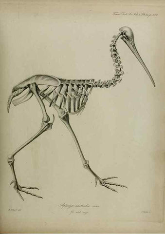 Reproducción/Reproduction 8345532433: Transactions of the Zoological Society of London.. [London] :Published for the Zoological Society of London by Academic Press