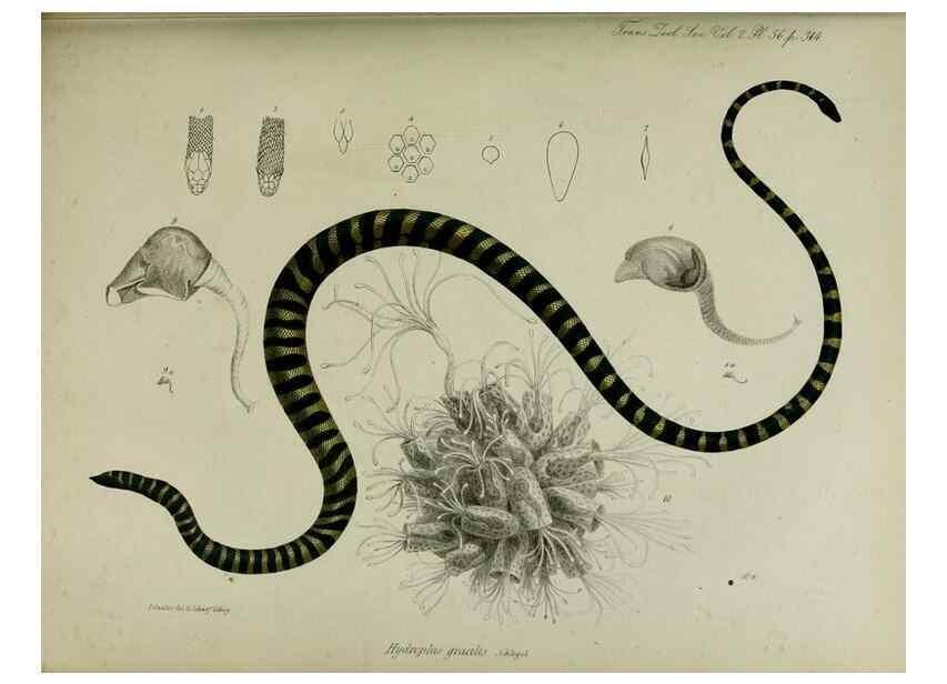 Reproducción/Reproduction 8345533695: Transactions of the Zoological Society of London.. [London] :Published for the Zoological Society of London by Academic Press