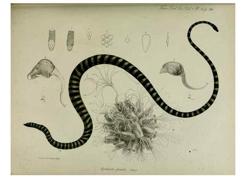 Reproducción/Reproduction 8345533695: Transactions of the Zoological Society of London.. [London] :Published for the Zoological Society of London by Academic Press
