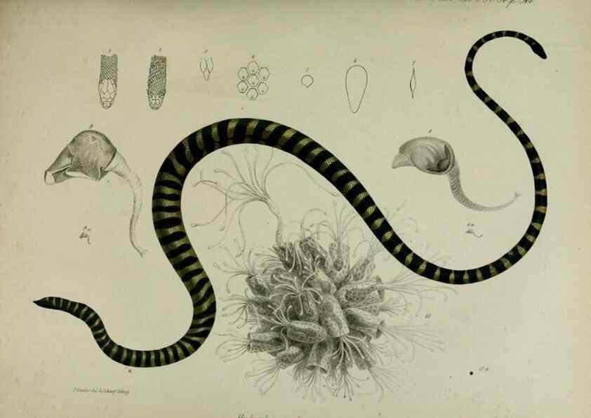 Reproducción/Reproduction 8345533695: Transactions of the Zoological Society of London.. [London] :Published for the Zoological Society of London by Academic Press
