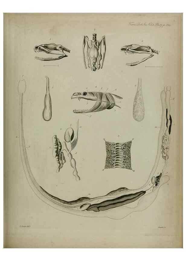 Reproducción/Reproduction 8345534535: Transactions of the Zoological Society of London.. [London] :Published for the Zoological Society of London by Academic Press