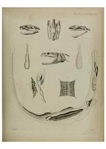 Reproducción/Reproduction 8345534535: Transactions of the Zoological Society of London.. [London] :Published for the Zoological Society of London by Academic Press