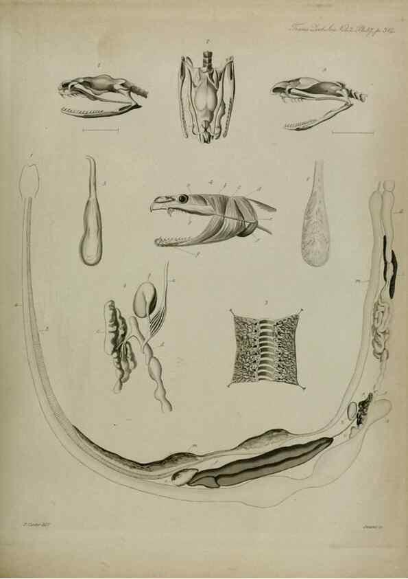 Reproducción/Reproduction 8345534535: Transactions of the Zoological Society of London.. [London] :Published for the Zoological Society of London by Academic Press