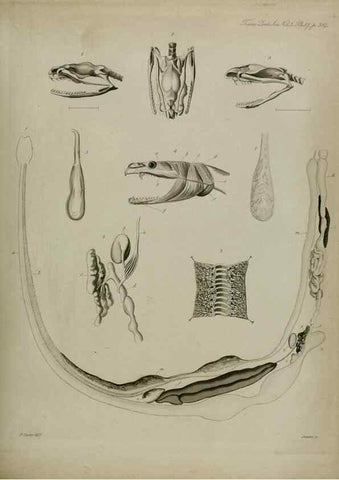 Reproducción/Reproduction 8345534535: Transactions of the Zoological Society of London.. [London] :Published for the Zoological Society of London by Academic Press