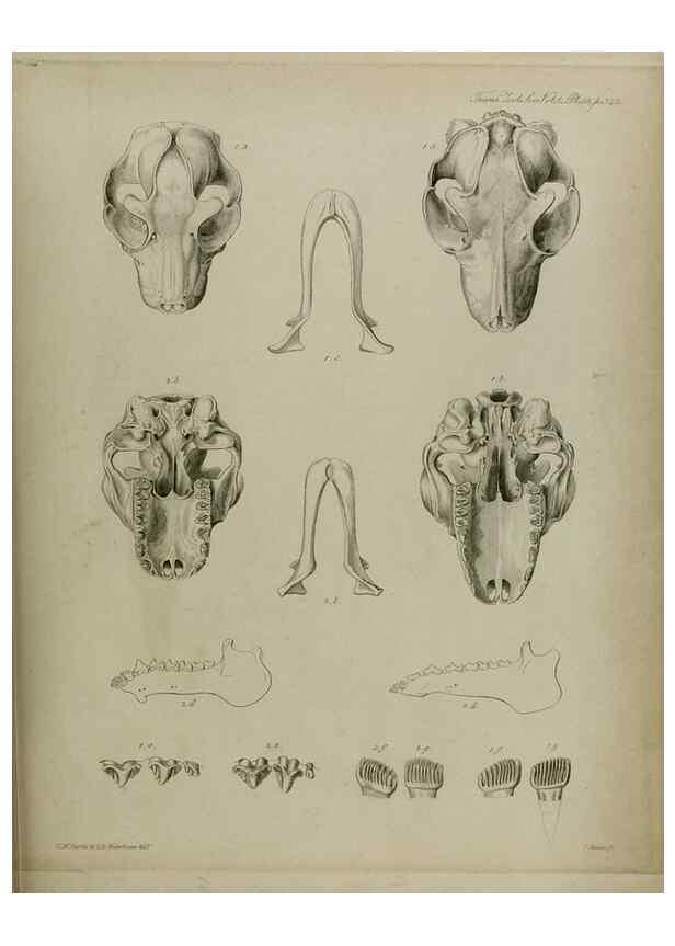 Reproducción/Reproduction 8346588646: Transactions of the Zoological Society of London.. [London] :Published for the Zoological Society of London by Academic Press