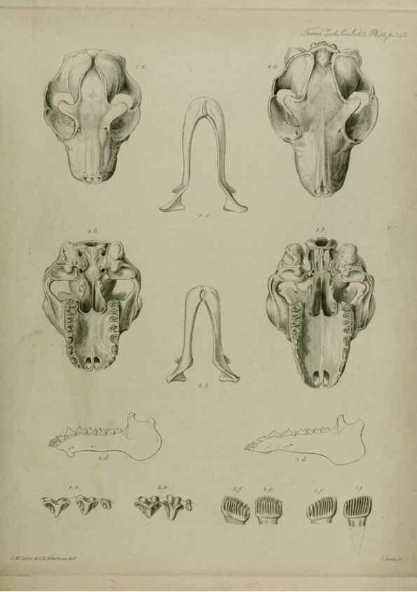 Reproducción/Reproduction 8346588646: Transactions of the Zoological Society of London.. [London] :Published for the Zoological Society of London by Academic Press