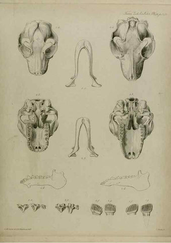Reproducción/Reproduction 8346588646: Transactions of the Zoological Society of London.. [London] :Published for the Zoological Society of London by Academic Press
