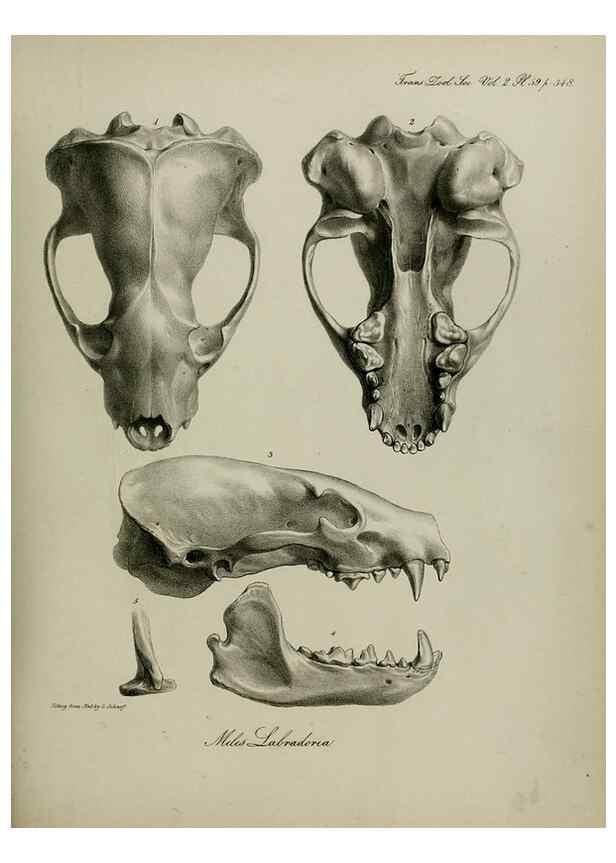 Reproducción/Reproduction 8346589414: Transactions of the Zoological Society of London.. [London] :Published for the Zoological Society of London by Academic Press