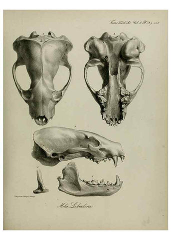 Reproducción/Reproduction 8346589414: Transactions of the Zoological Society of London.. [London] :Published for the Zoological Society of London by Academic Press