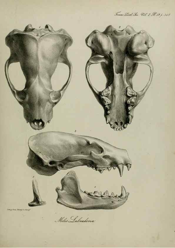 Reproducción/Reproduction 8346589414: Transactions of the Zoological Society of London.. [London] :Published for the Zoological Society of London by Academic Press