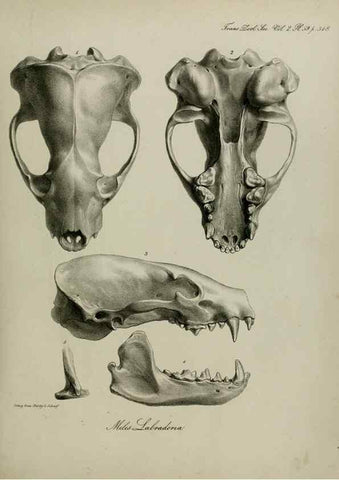Reproducción/Reproduction 8346589414: Transactions of the Zoological Society of London.. [London] :Published for the Zoological Society of London by Academic Press