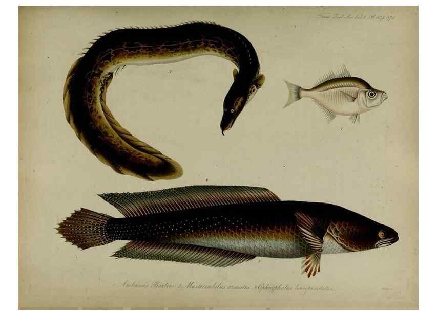 Reproducción/Reproduction 8346591054: Transactions of the Zoological Society of London.. [London] :Published for the Zoological Society of London by Academic Press