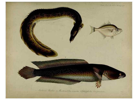 Reproducción/Reproduction 8346591054: Transactions of the Zoological Society of London.. [London] :Published for the Zoological Society of London by Academic Press