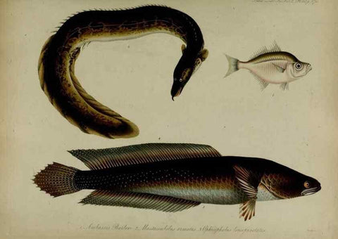 Reproducción/Reproduction 8346591054: Transactions of the Zoological Society of London.. [London] :Published for the Zoological Society of London by Academic Press