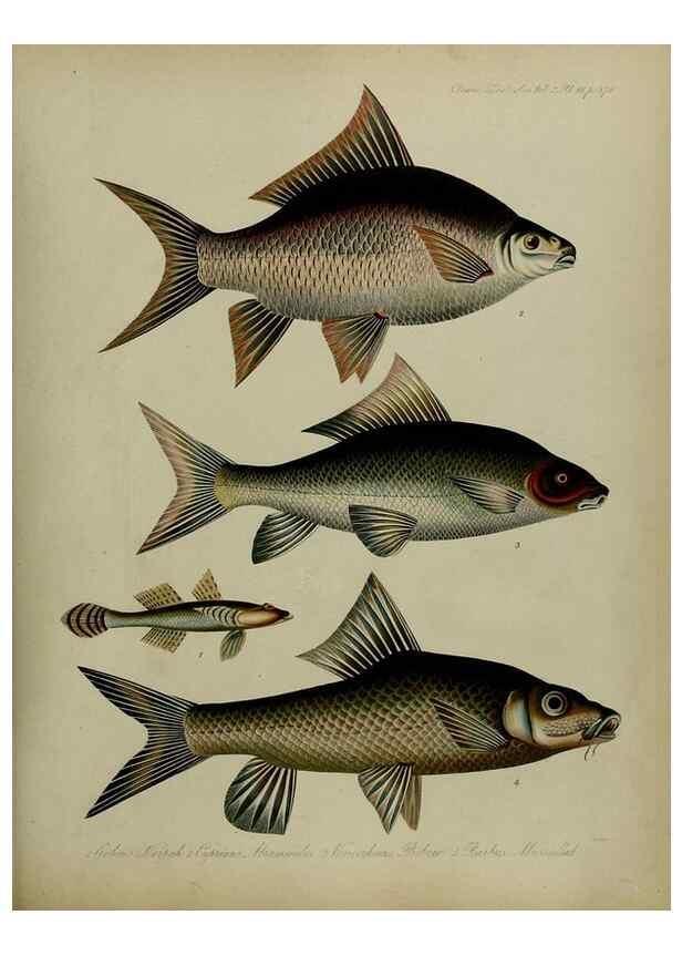 Reproducción/Reproduction 8346591452: Transactions of the Zoological Society of London.. [London] :Published for the Zoological Society of London by Academic Press