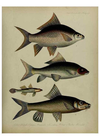 Reproducción/Reproduction 8346591452: Transactions of the Zoological Society of London.. [London] :Published for the Zoological Society of London by Academic Press