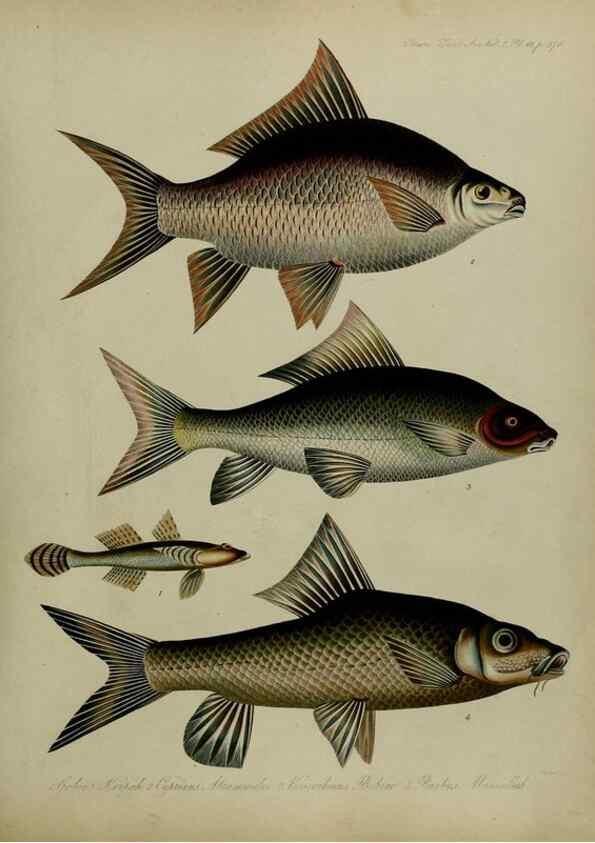 Reproducción/Reproduction 8346591452: Transactions of the Zoological Society of London.. [London] :Published for the Zoological Society of London by Academic Press