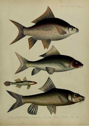 Reproducción/Reproduction 8346591452: Transactions of the Zoological Society of London.. [London] :Published for the Zoological Society of London by Academic Press