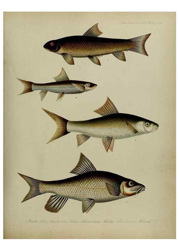 Reproducción/Reproduction 8346592050: Transactions of the Zoological Society of London.. [London] :Published for the Zoological Society of London by Academic Press