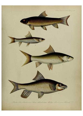 Reproducción/Reproduction 8346592050: Transactions of the Zoological Society of London.. [London] :Published for the Zoological Society of London by Academic Press