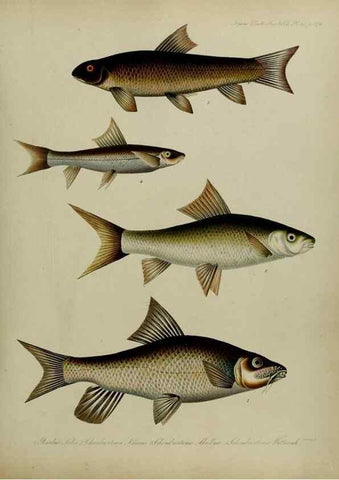 Reproducción/Reproduction 8346592050: Transactions of the Zoological Society of London.. [London] :Published for the Zoological Society of London by Academic Press