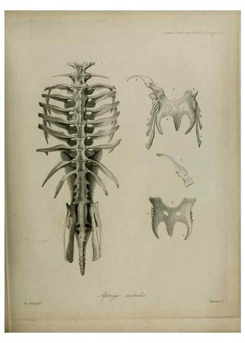 Reproducción/Reproduction 8345533145: Transactions of the Zoological Society of London.. [London] :Published for the Zoological Society of London by Academic Press