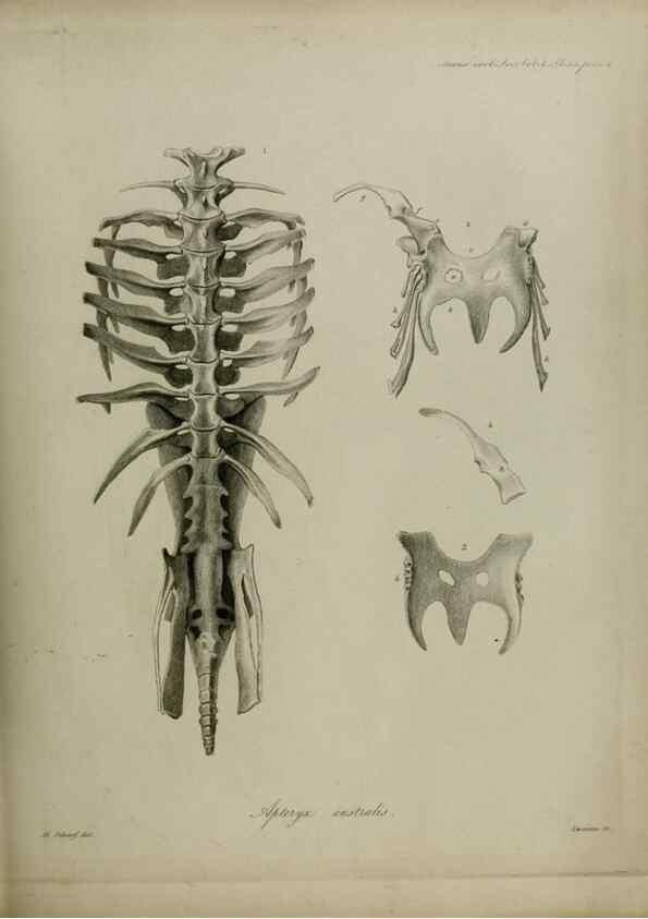Reproducción/Reproduction 8345533145: Transactions of the Zoological Society of London.. [London] :Published for the Zoological Society of London by Academic Press