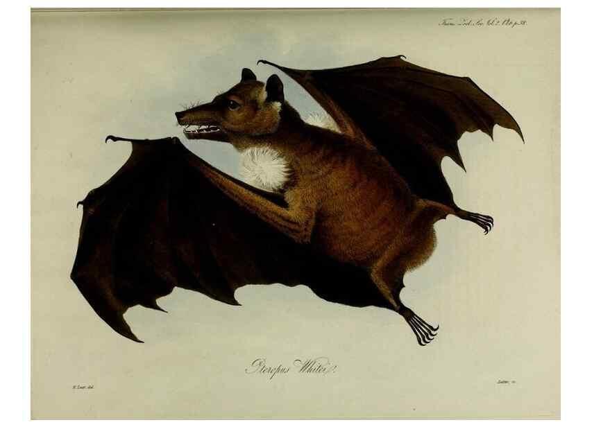 Reproducción/Reproduction 8346552802: Transactions of the Zoological Society of London.. [London] :Published for the Zoological Society of London by Academic Press