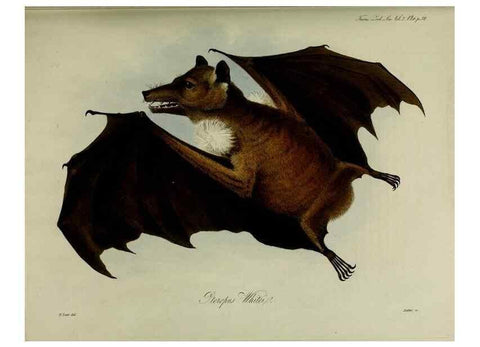 Reproducción/Reproduction 8346552802: Transactions of the Zoological Society of London.. [London] :Published for the Zoological Society of London by Academic Press