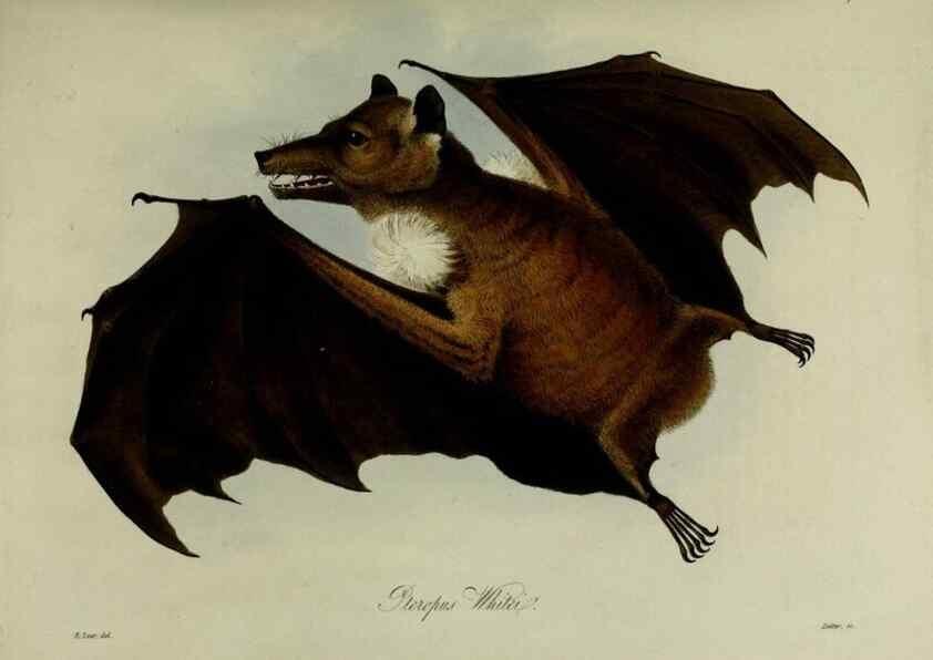Reproducción/Reproduction 8346552802: Transactions of the Zoological Society of London.. [London] :Published for the Zoological Society of London by Academic Press