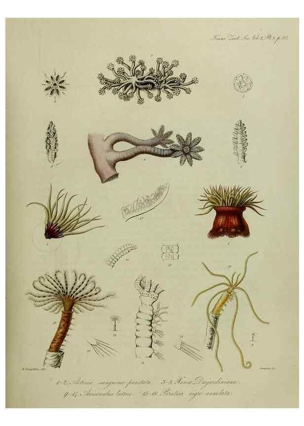 Reproducción/Reproduction 8346552386: Transactions of the Zoological Society of London.. [London] :Published for the Zoological Society of London by Academic Press