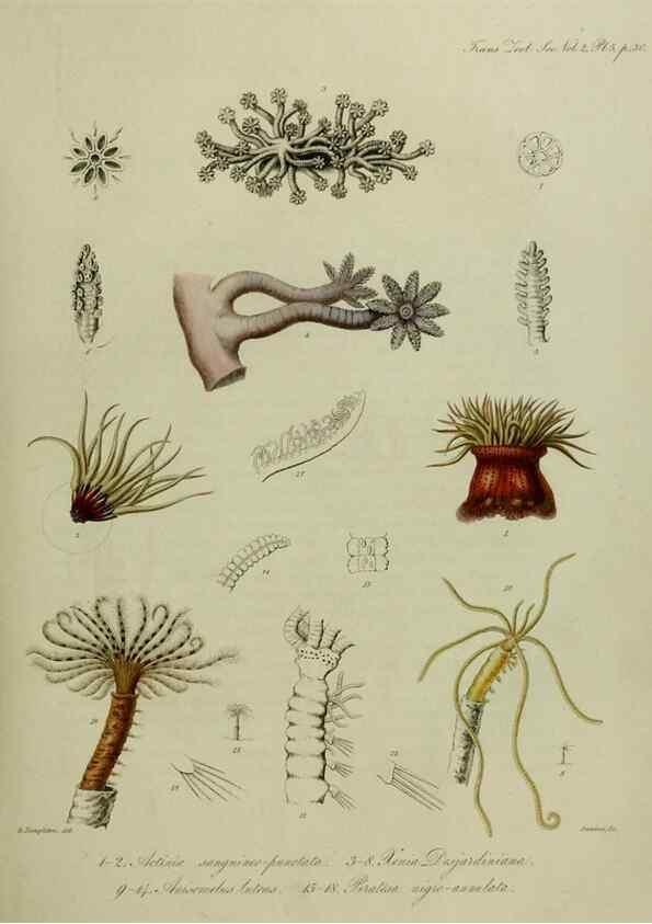 Reproducción/Reproduction 8346552386: Transactions of the Zoological Society of London.. [London] :Published for the Zoological Society of London by Academic Press