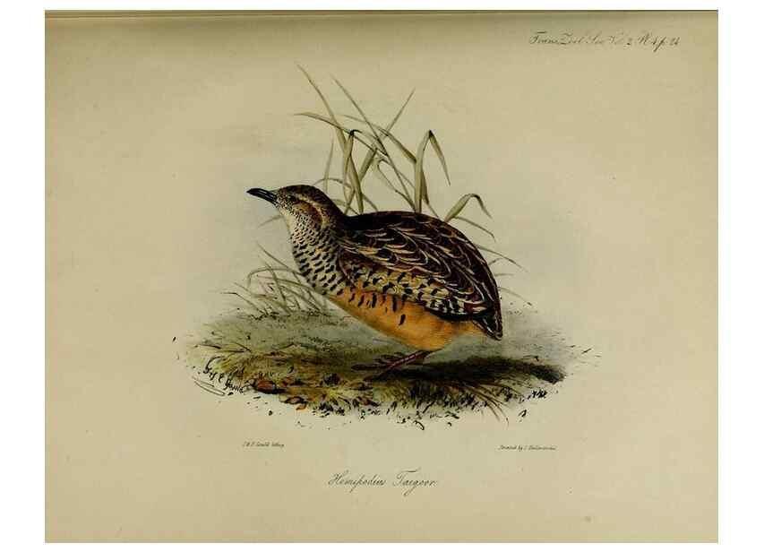 Reproducción/Reproduction 8346551730: Transactions of the Zoological Society of London.. [London] :Published for the Zoological Society of London by Academic Press