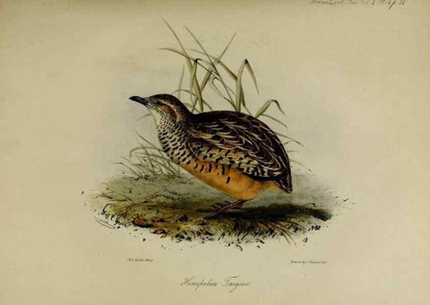Reproducción/Reproduction 8346551730: Transactions of the Zoological Society of London.. [London] :Published for the Zoological Society of London by Academic Press