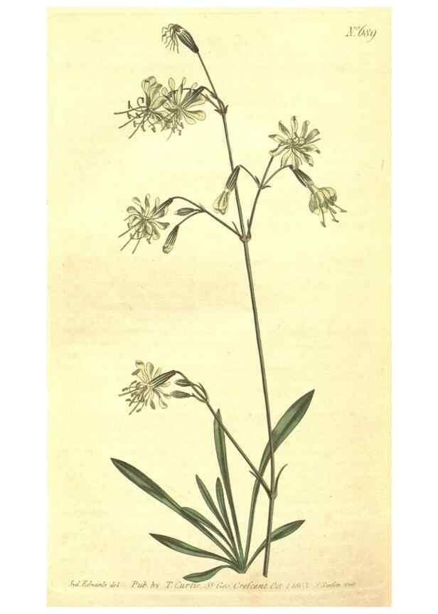 Reproducción/Reproduction 8318340236: Curtis's botanical magazine.. London ;New York [etc.] :Academic Press [etc.]