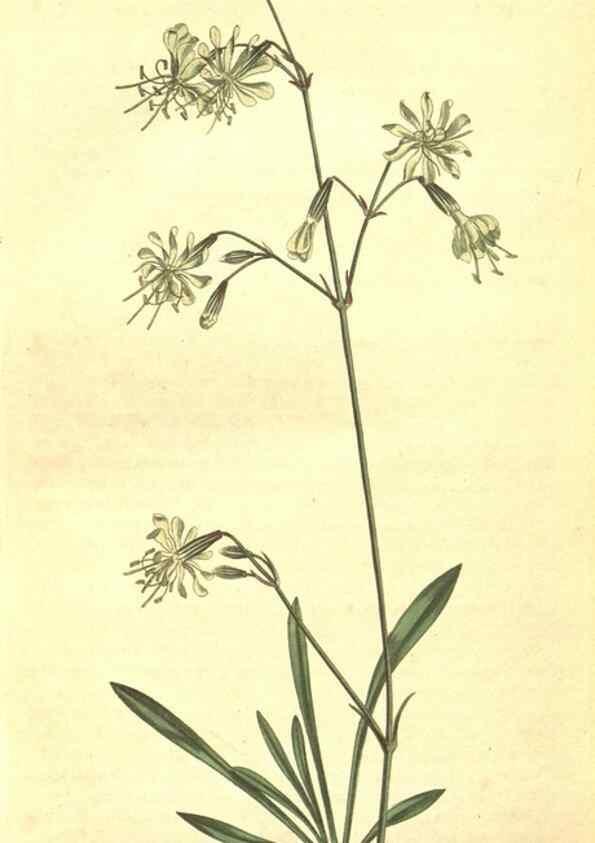 Reproducción/Reproduction 8318340236: Curtis's botanical magazine.. London ;New York [etc.] :Academic Press [etc.]