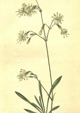 Reproducción/Reproduction 8318340236: Curtis's botanical magazine.. London ;New York [etc.] :Academic Press [etc.]
