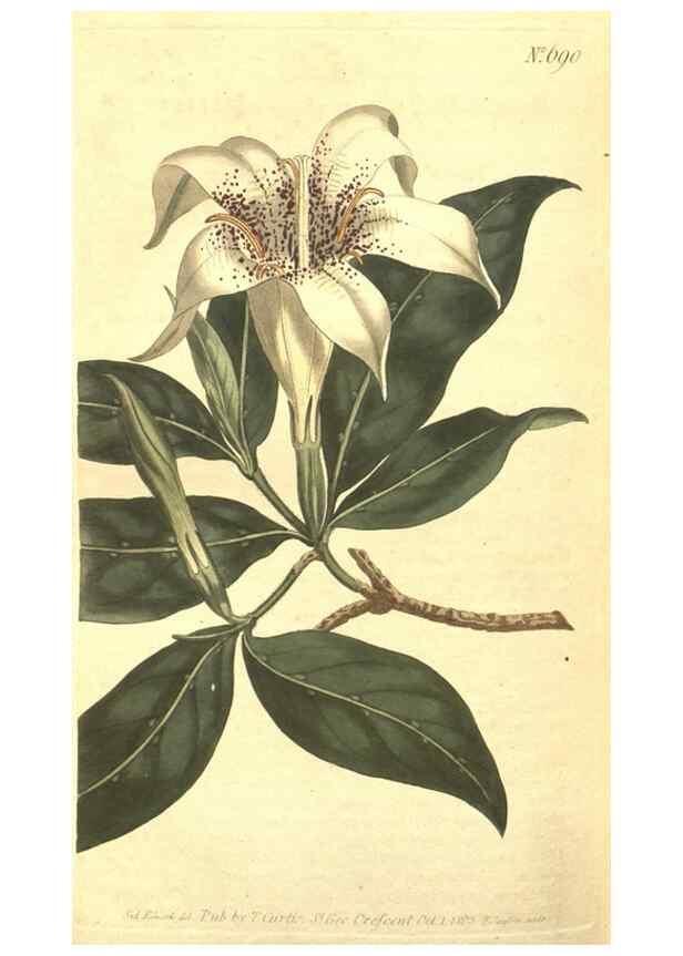 Reproducción/Reproduction 8318340806: Curtis's botanical magazine.. London ;New York [etc.] :Academic Press [etc.]