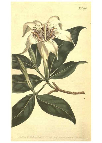 Reproducción/Reproduction 8318340806: Curtis's botanical magazine.. London ;New York [etc.] :Academic Press [etc.]