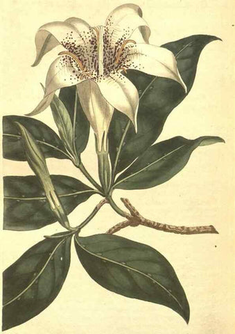 Reproducción/Reproduction 8318340806: Curtis's botanical magazine.. London ;New York [etc.] :Academic Press [etc.]