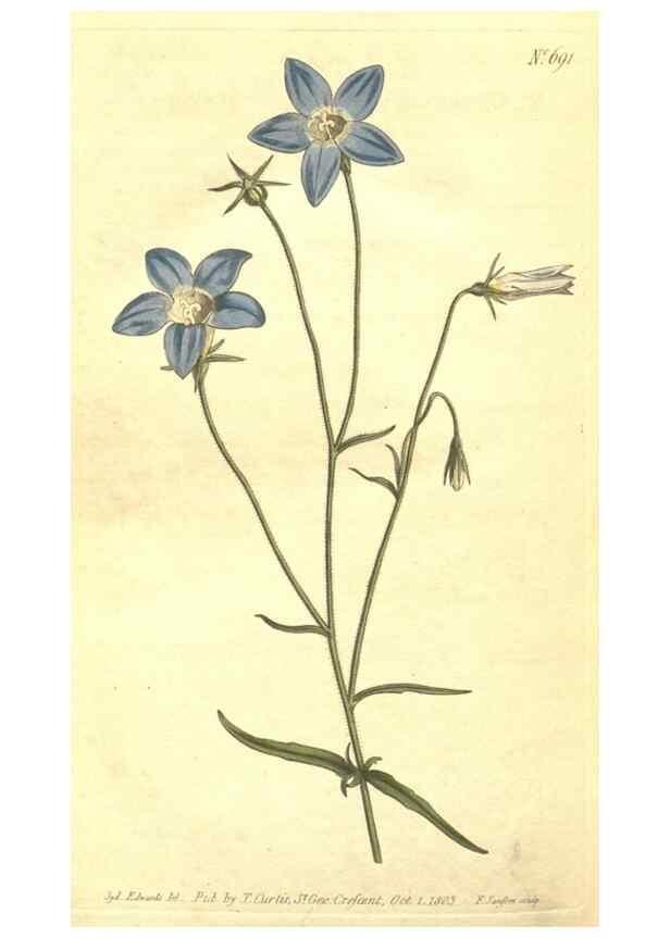 Reproducción/Reproduction 8318341426: Curtis's botanical magazine.. London ;New York [etc.] :Academic Press [etc.]