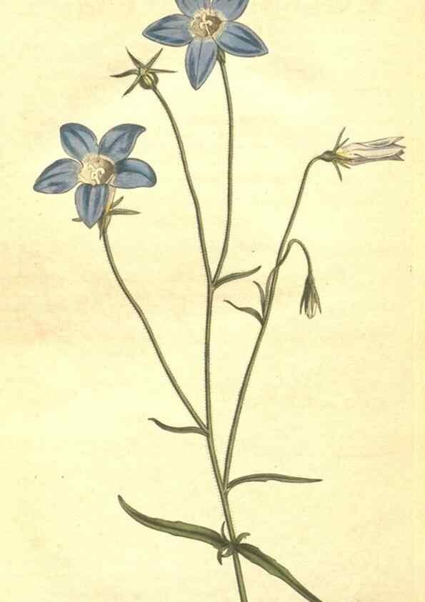 Reproducción/Reproduction 8318341426: Curtis's botanical magazine.. London ;New York [etc.] :Academic Press [etc.]