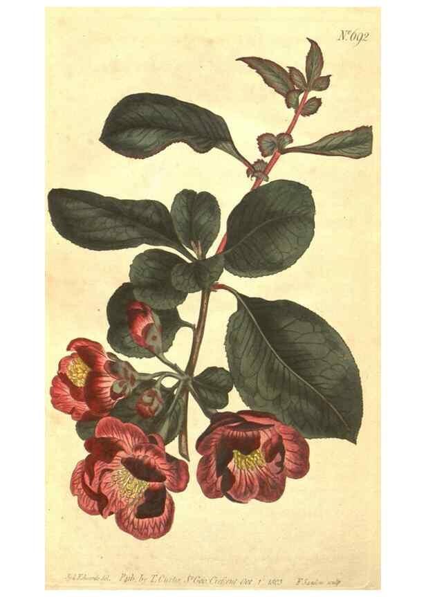 Reproducción/Reproduction 8318342086: Curtis's botanical magazine.. London ;New York [etc.] :Academic Press [etc.]