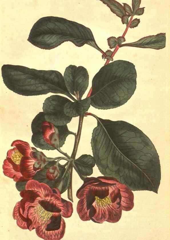 Reproducción/Reproduction 8318342086: Curtis's botanical magazine.. London ;New York [etc.] :Academic Press [etc.]