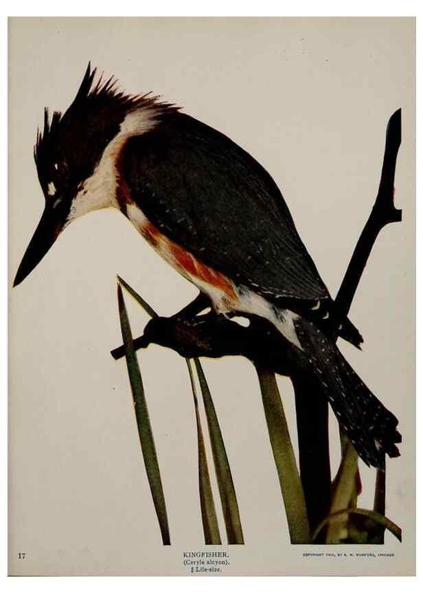 Reproducción/Reproduction 8342535151: Birds and nature in natural colors :. Chicago :A.W. Mumford, Publisher,1913-1914.
