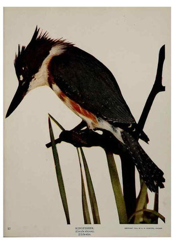 Reproducción/Reproduction 8342535151: Birds and nature in natural colors :. Chicago :A.W. Mumford, Publisher,1913-1914.