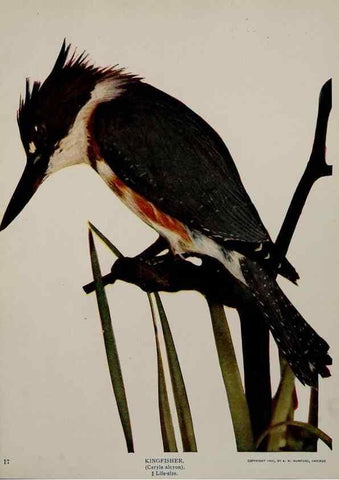 Reproducción/Reproduction 8342535151: Birds and nature in natural colors :. Chicago :A.W. Mumford, Publisher,1913-1914.